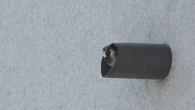 Male house sparrow looking out of a wall pipe in slow motion