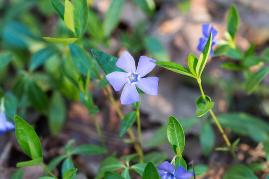 lesser periwinkle, Vinca minor blue flowers closeup selective focus