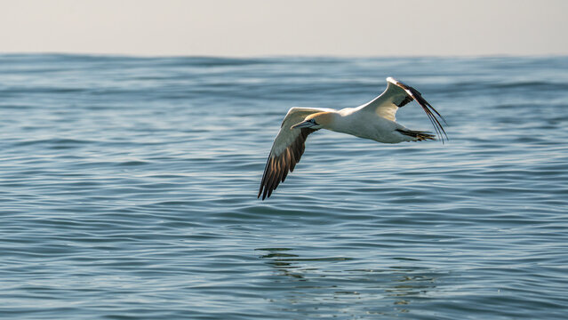 Cape gannet flying low over ocean surface