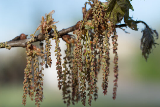 Quercus robur, English oak flowers closeup selective focus