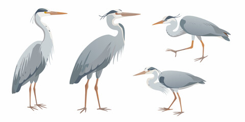 Obraz premium Four grey heron illustrations in various standing and wading poses