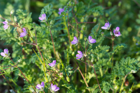 common stork's-bill, Erodium cicutarium flowers closeup selective focus