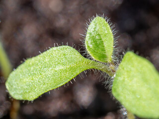 Fototapeta premium Tiny green sprout with fuzzy hairs stands in dark soil