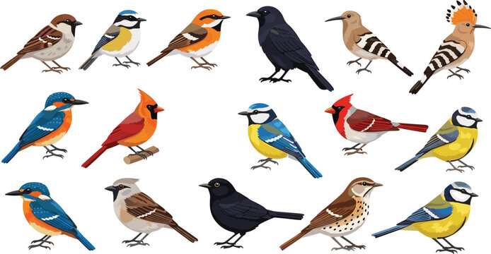 Colorful wild bird vector illustration collection featuring kingfisher cardinal hoopoe blue tit sparrow and blackbird for nature guides wildlife education and garden birdwatching design projects.