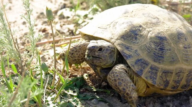 Central Asian tortoise , Testudo horsfieldii moving through natural steppe vegetation. Commercial shot for wildlife education, environmental topics, and nature-themed backgrounds.