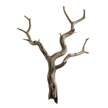 Intricate twisted branches of a weathered tree