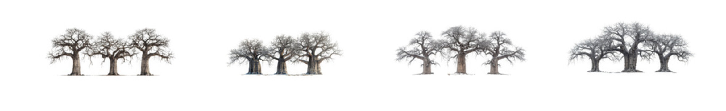 Multiple sets of bare deciduous trees with intricate branches, representing isolated on transparent background