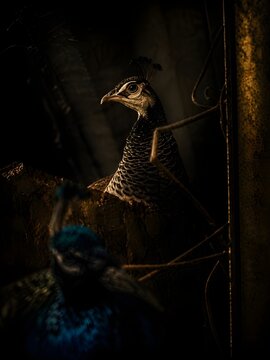 Close-up of a peacock head in dramatic low light with urban silhouettes