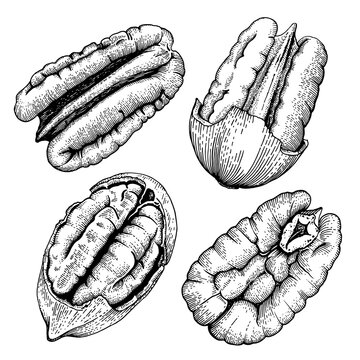 Pecan nuts collection hand drawn vector illustration. Set of different pecan kernels and nuts in shells isolated on white. Vintage engraving style for food packaging and menu.
