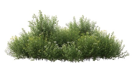 Fototapeta premium Green bush isolated on white background.