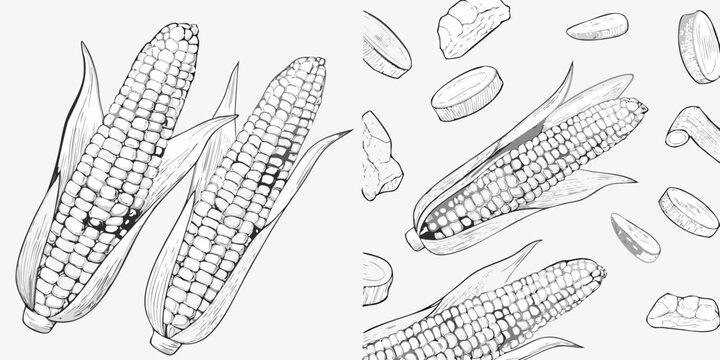 Detailed drawings of corn cobs and kernels vintage style