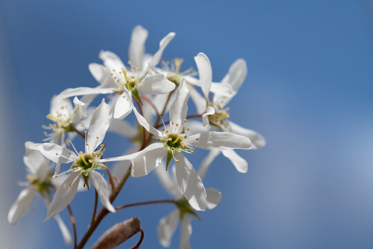 A close-up of the delicate blossoms of the serviceberry (Amelanchier) blooming against a blue sky.