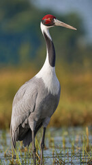 Fototapeta premium Graceful Crane in Wetland: A lone crane, distinguished by its vibrant red head and long neck, stands majestically in a tranquil wetland, embodying elegance in the heart of nature.