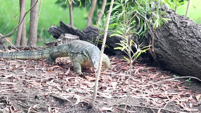 Monitor Lizard Amidst Nature: A solitary monitor lizard explores a natural terrain, its scales reflecting the dappled sunlight, creating a moment of connection with its natural environment.