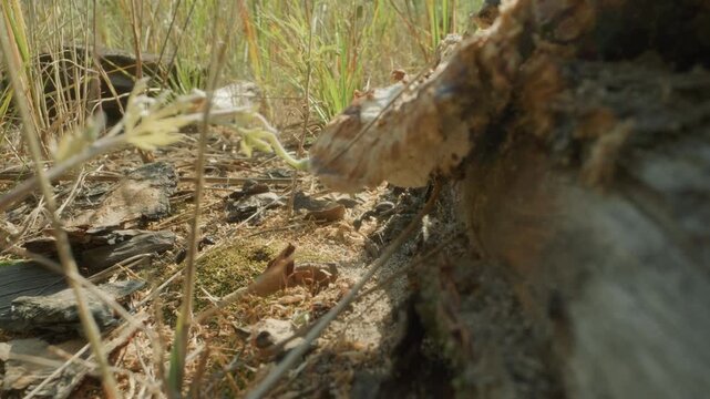Macro lowangle forest floor view revealing bracket fungus on fallen log, textured bark and moss, dry leaf litter, shallow depth of field with dappled sunlight, subtle movement and exploratory mood