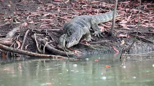 Asian Water Monitor at the Waterside: An Asian water monitor lizard confidently moves along the waterside, showcasing its scale and predatory posture. Capturing the essence of its natural habitat.