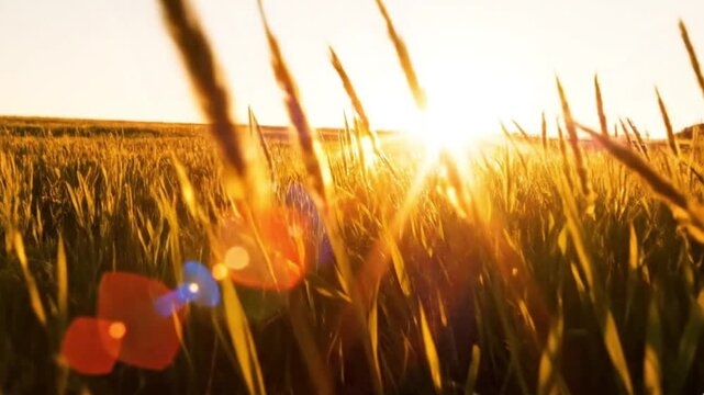 Golden Hour Sunlight and Lens Flare Over a Swaying Green Grass Field