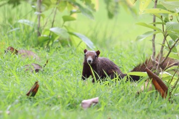 Curious Bear Cub Amidst Greenery: A captivating shot of a young, adorable bear cub in its natural habitat, amidst the lush, vibrant green foliage and fresh grass. © Putt_Sanplee
