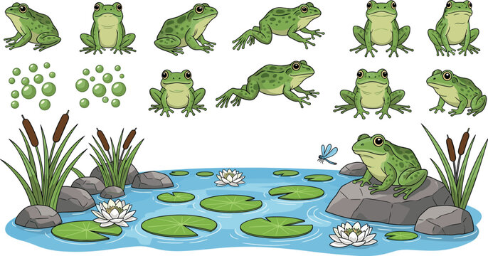 Frog Life Cycle Stages Set with Pond Habitat Including Eggs Tadpoles Adult Frogs Lily Pads and Wetland Nature Vector Illustration