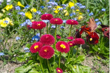 Red double daisies (Bellis perennis) in a spring flowerbed with forget-me-nots © Olena