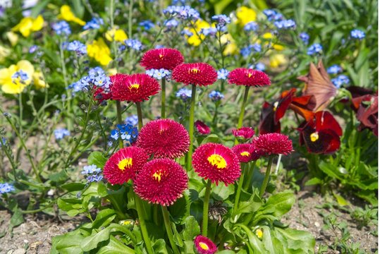 Red double daisies (Bellis perennis) in a spring flowerbed with forget-me-nots