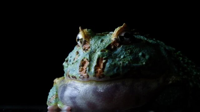 Pacman Frog Close Up 
