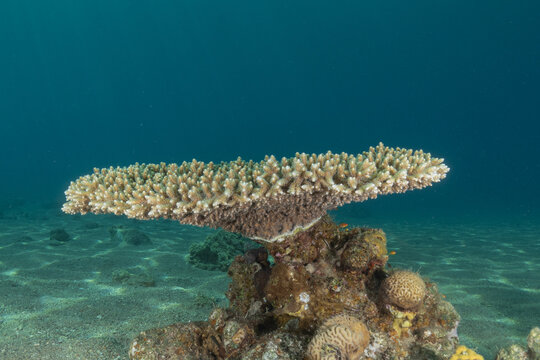 Coral reef and water plants in the Red Sea, Eilat Israel

