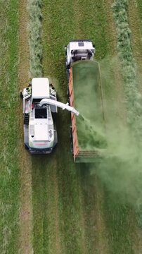 Forage harvesting. Agricultural machinery working in field. Unproductive, unprofitable agriculture. Irresponsible and careless attitude of workers to their duties. Low quality of workers work.