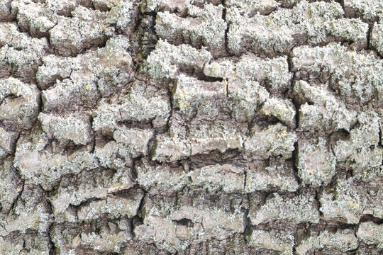 Light Minimal Tree Bark Texture &ndash; Soft Natural Background