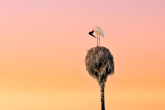 Jabiru Stork Perched on Palm Tree Nest Against White Background, Pantanal Brazil Wildlife