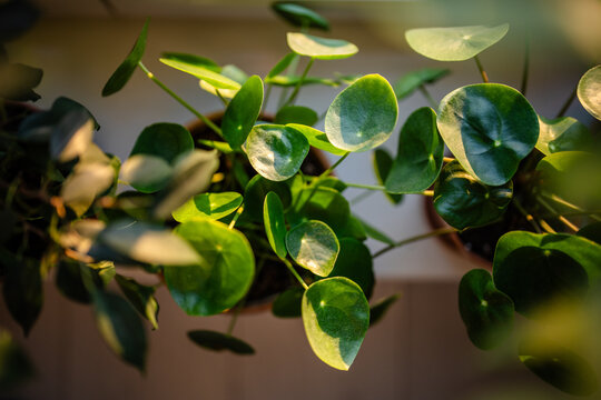 Closeup of Pilea peperomioides houseplant in clay pot on windowsill, soft focus. Chinese money plant in sunlight. Spring, green hobby.