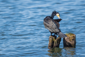 Kormoran (zwyczajny), kormoran czarny (Phalacrocorax carbo) © Janusz Lipiński