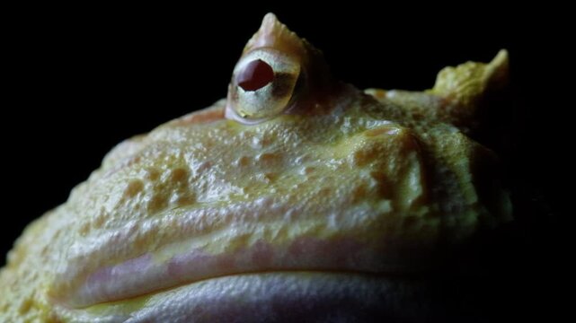 Pacman Frog Close Up 