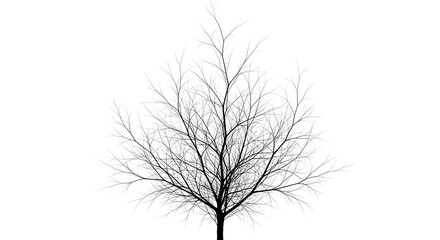 Obraz premium Black vector illustration of a bare winter tree silhouette with a leafless trunk and branches isolated on a white background for nature design