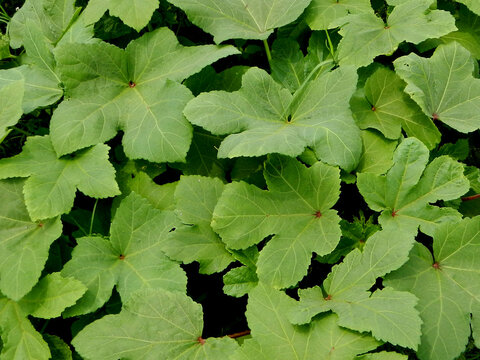 Okra or Abelmoschus esculentus young plant image.