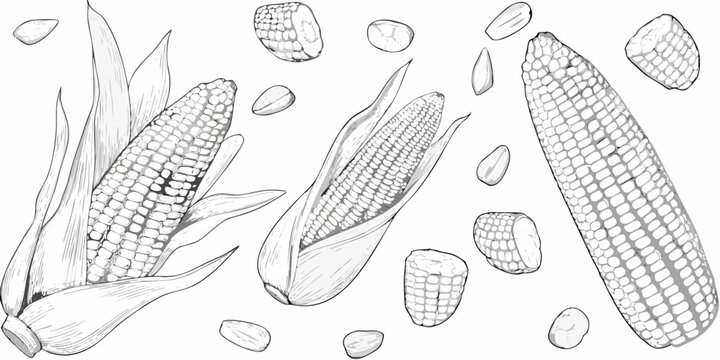 Detailed sketch of corn cobs and kernels on white background