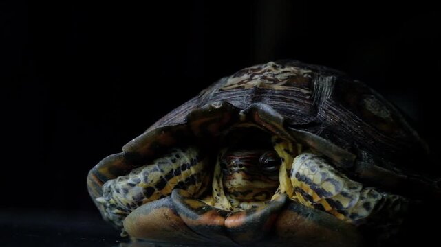 Ornate Wood Turtle Close Up