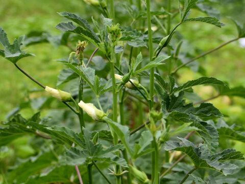 Okra or Abelmoschus esculentus plant with fruits and flower buds image.