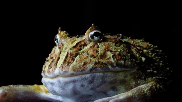 Pacman Frog Close Up 