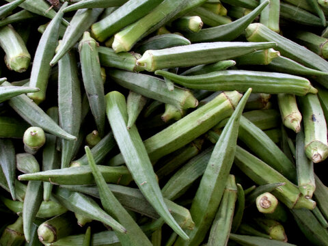 Okra or Abelmoschus esculentus green fruits image.