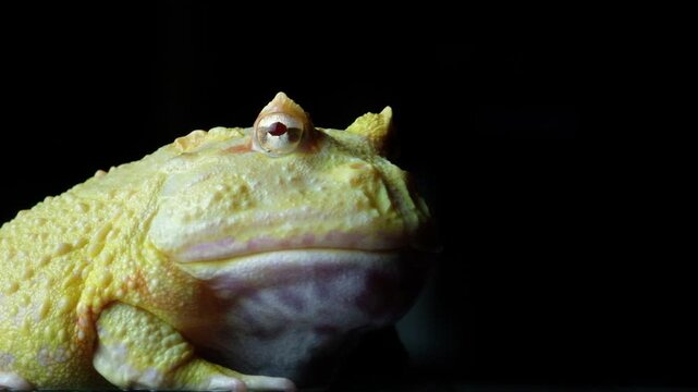 Pacman Frog Close Up 