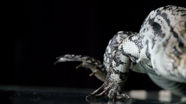 Blue Tegu Lizard Close Up Exotic Reptile Walking Detailed Scales Macro Wildlife Animal