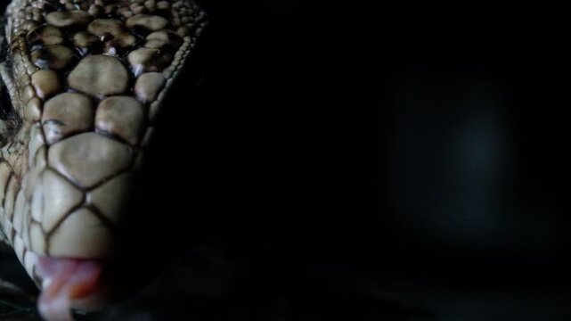 Blue Tegu Lizard Close Up Exotic Reptile Walking Detailed Scales Macro Wildlife Animal