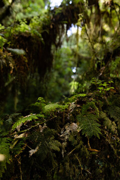 Narrow Limestone Gorge with Forest Stream and Native Bush Canopy, Waitomo, New Zealand