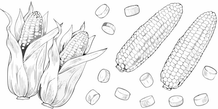 Detailed illustration of corn cobs and kernels black and white
