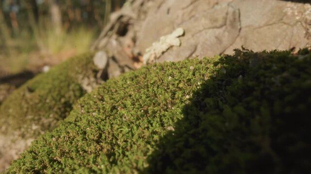 Macro closeup lichen on sunlit rock, rich tactile texture and shadow contrast across moss mound, blurred grass bokeh background, warm late afternoon light, exploratory nature closeup