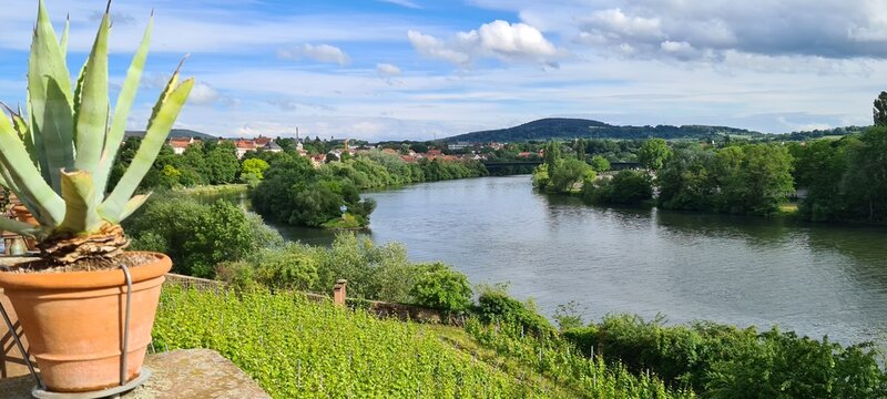Blick &uuml;ber Weinberge und den Main in Aschaffenburg mit einer Agave im Vordergrund