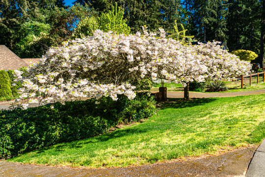 Residential Spring White Flowers 2