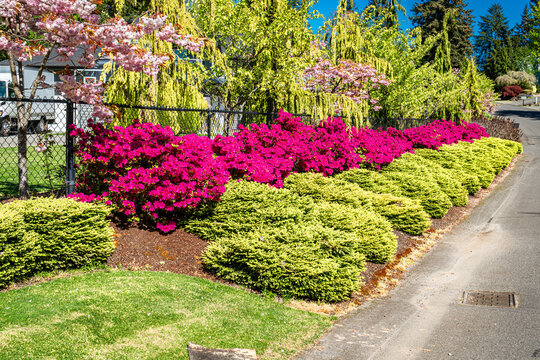 Roadside Flower Rows 4