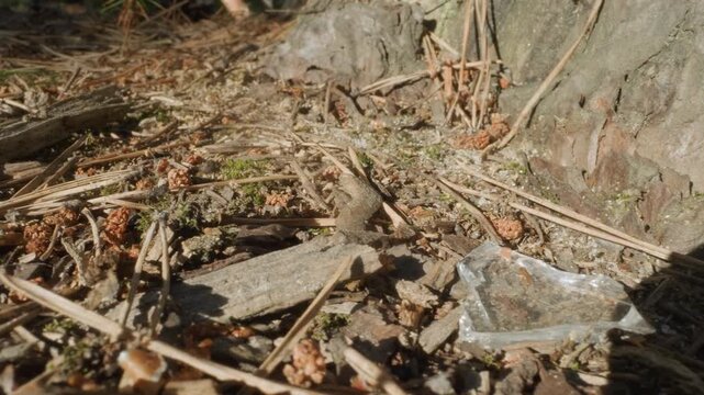 Macro forest floor close up twigs and needles, sunlit moss and pebble among dry leaf litter, textured bark and scattered debris, shallow depth of field highlights granular surface and warm natural